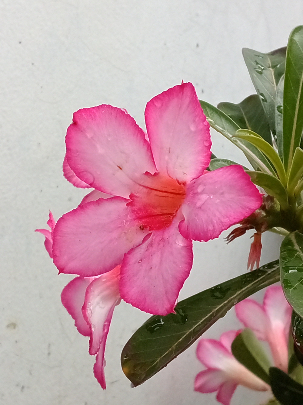 [REVIEW] Infinix XPAD 20: Tablet Entry-Level dengan Helio G88, Layar 90Hz dan AI Canggih!